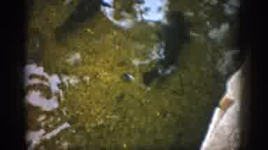 Colorado USA (1959): Fish Swimming Still In Pond