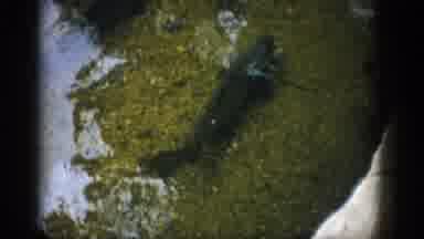 Colorado USA (1959): Crowd Of Small Brown Fish Still At The Bottom Of Water