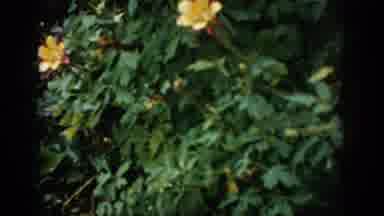 Colorado USA (1959): Outdated Film Countryside View Of Hills And Plants Like Green