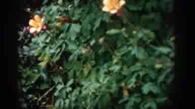 COLORADO USA-1959: Such Beautiful Flowers