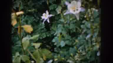 Colorado USA-1959: Will Rogers Shrine Showing Beautiful Flowers