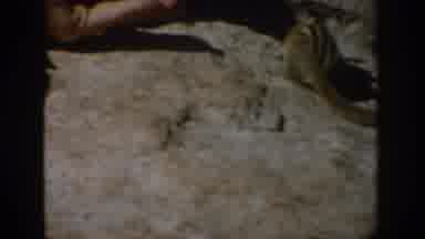 Colorado USA (1959): Chipmunk Eating Out Of Mans Hand Shows Caring And Nurturing