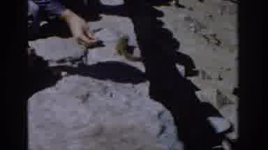 Colorado USA (1959): A Person Feeds A Very Cute Chipmunk Some Delicious Food