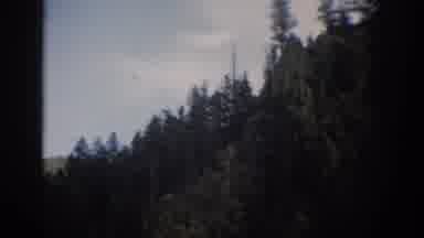 Colorado USA (1959): Trees In The Mountain