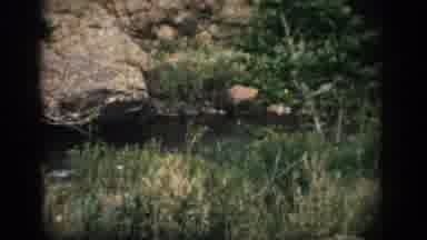 Colorado USA (1959): Mountains And A Tree, And Grass During A Windy Day Very Rocky