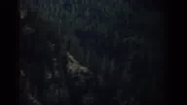 Colorado USA (1959): Large Trees And Shadow Of A Flame In The Night