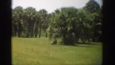 Florida USA (1959): Green Trees Of Nature Followed By Glimpse Of The Ocean,
