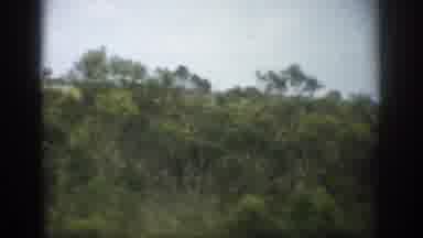 Florida USA (1959): Trees Blowing In The Wind A Quiet Forest In The Country With A