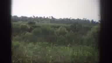 Florida USA (1959): Wooded Road In Large Rural Area With Great Potential To Start