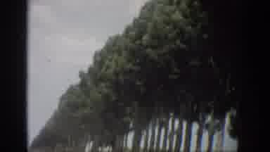 Florida USA (1959): A Row Of Trees Being Viewed From Left To Right As The Wind