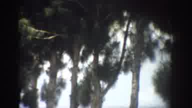 Florida USA (1959): Nature On Film Captured By Camera Using Filter To Add