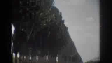 Florida USA (1959): Vintage Video Of Trees Blowing In The Wind