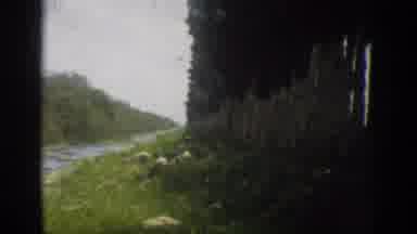 Florida USA (1959): Tree Among The Water Riverdale On The Mountain