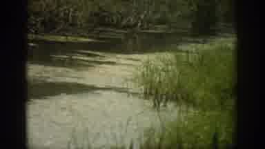 Florida USA (1959): Serene View Of Calm River Grassy Meadow And Forest Edge