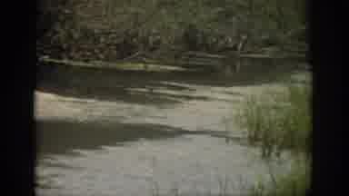 Florida USA (1959): Video Of A Calm River Surrounded By Trees