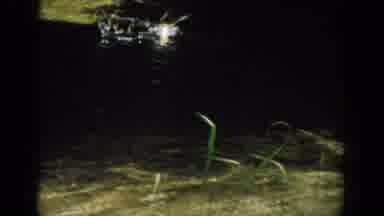 Florida USA (1959): A Lakeshore At A Lake Then A Fish Jumps Out Of The Water