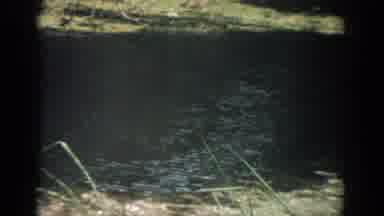 Florida USA (1959): Plants With Water Are Moving In The Video Watch It