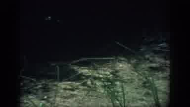 Florida USA (1959): Grass In Dark Blowing By Wind Then Camera Points To Sky