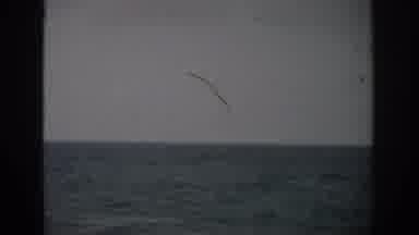 Florida USA (1959): Small Waves Rolling In Slowly From A Large Body Of Water,