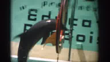 Florida USA (1959): Dolphin Show At Seaworld: Jumping Through The Ring For Fish