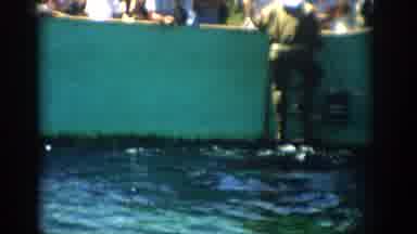 Florida USA (1959): Penguins Stand On Pool Ledge Man Climbs Down Into Water