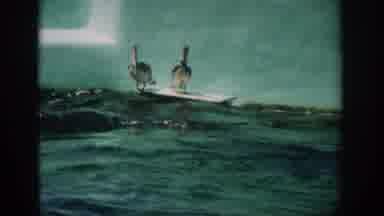 Florida USA (1959): Two Pelicans And A Dolphin On And In The Water