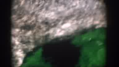 Florida USA (1959): The Dolphin Is Swimming In The Water