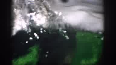 Florida USA (1959): Dolphin Swimming In Aquarium And Surfacing While Facing The