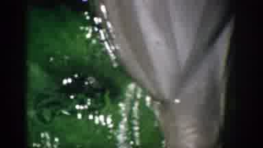 Florida USA (1959): A Dolphin In An Aquarium Swimming Around In A Pool Of Water