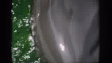 Florida USA (1959): Happy Dolphin Before The Camera
