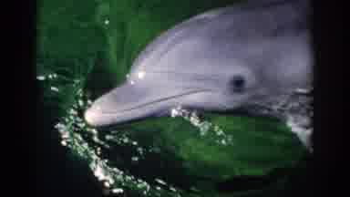 Florida USA (1959): Smiling Dolphin Enjoying A Twirl In The Water