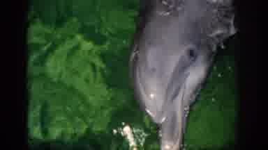 Florida USA (1959): Dolphin Showing Muzzle And Swimming In The Ocean