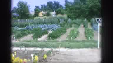 Blainsport Pennsylvania USA (1962): Nice Flower Garden On Country Estate On A