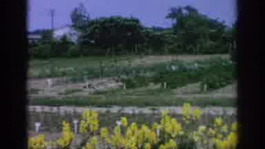 Blainsport Pennsylvania USA (1962): View Of Garden In Rows With A Focus On Big