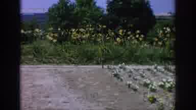Blainsport Pennsylvania USA (1962): Video, Of Someone Video Taping Flowers In A
