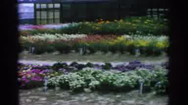 Blainsport Pennsylvania USA (1962): A Nursery Garden In Showing The Full Bloom