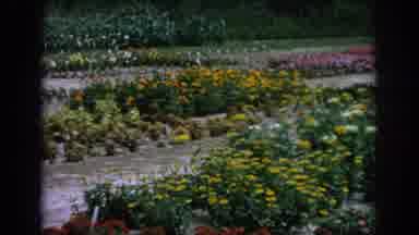 Blainsport Pennsylvania USA (1962): Rows Of Flowers In A Nursery Garden Ready To