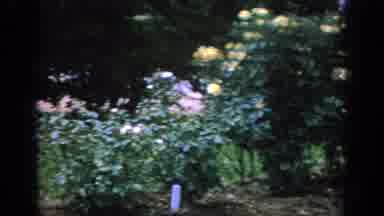 Blainsport Pennsylvania USA (1962): Viewing A Large Beautiful Garden