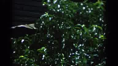 Blainsport Pennsylvania USA (1962): Cabins Among The Vegetation