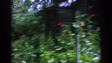 Blainsport Pennsylvania USA (1962): Couple Walking Through Beautiful Rustic Garden