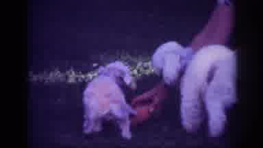 Blainsport Pennsylvania USA (1962): Small Playful And Happy Puppies Happily