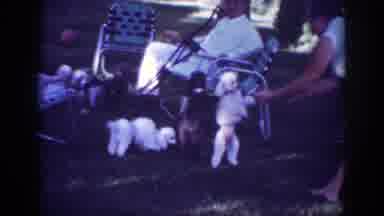 Blainsport Pennsylvania USA (1962): Two Poodles Walk On Two Legs