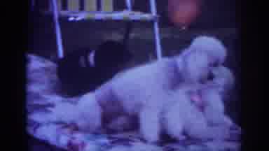 Blainsport Pennsylvania USA (1962): The Beautiful Cute Dogs