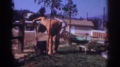 Blainsport Pennsylvania USA (1962): A Man Planting A Tree In His Backyard On A Hot