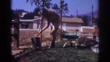 Blainsport Pennsylvania USA (1962): This Man Is Planting Trees To Make His Yard