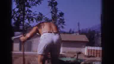 Blainsport Pennsylvania USA (1962): Man Gardening A Tree