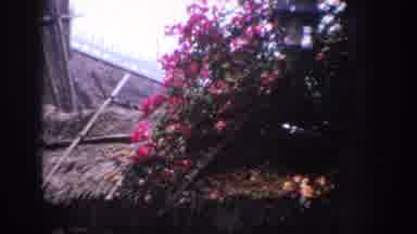 Anaheim California USA (1962): If We Truly Love Nature, We Will Find Beauty