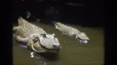 Anaheim California USA (1962): Two Crocodiles In The River