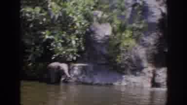Anaheim California USA (1962): Wildlife Tour With Baby Elephant In Water