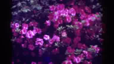 Raleigh North Carolina USA (1962): Beautiful Pink Flowers Blowing In The Wind
